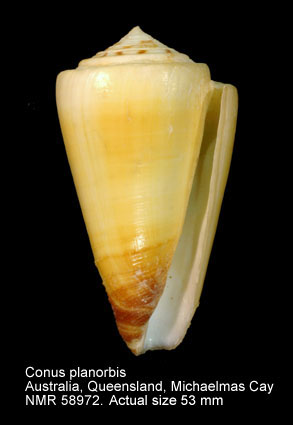 Conus planorbis.jpg - Conus planorbisBorn,1778